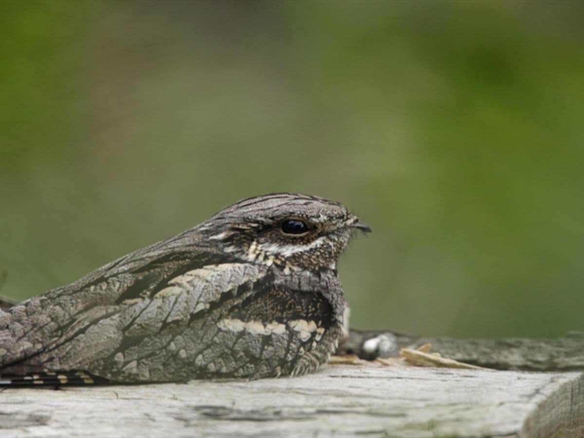 Night Wildlife & Nightjar Evening at RSPB Arne - Image 1