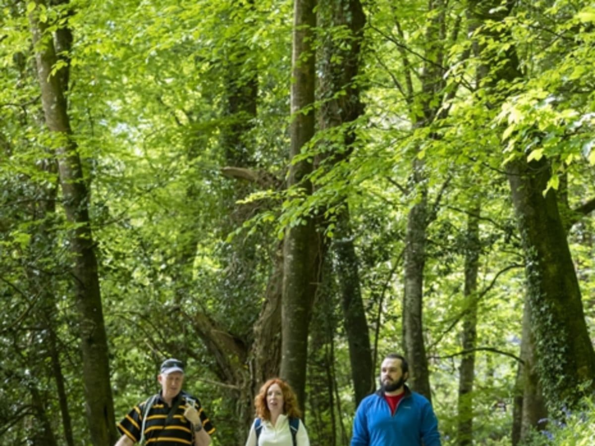 Kingston Lacy social walks - Image 1