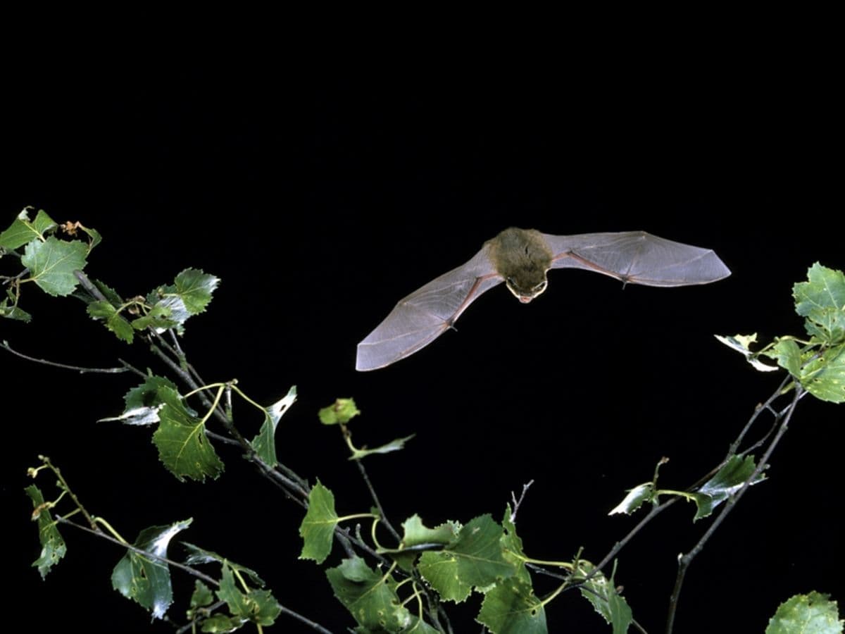 Evening echoes: bird and bat safari - Image 1