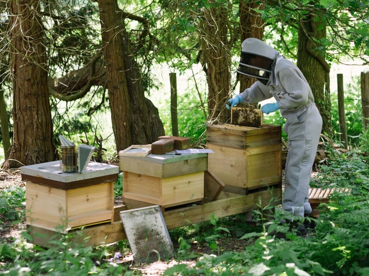 Bee Keeping Experiences - Image 1