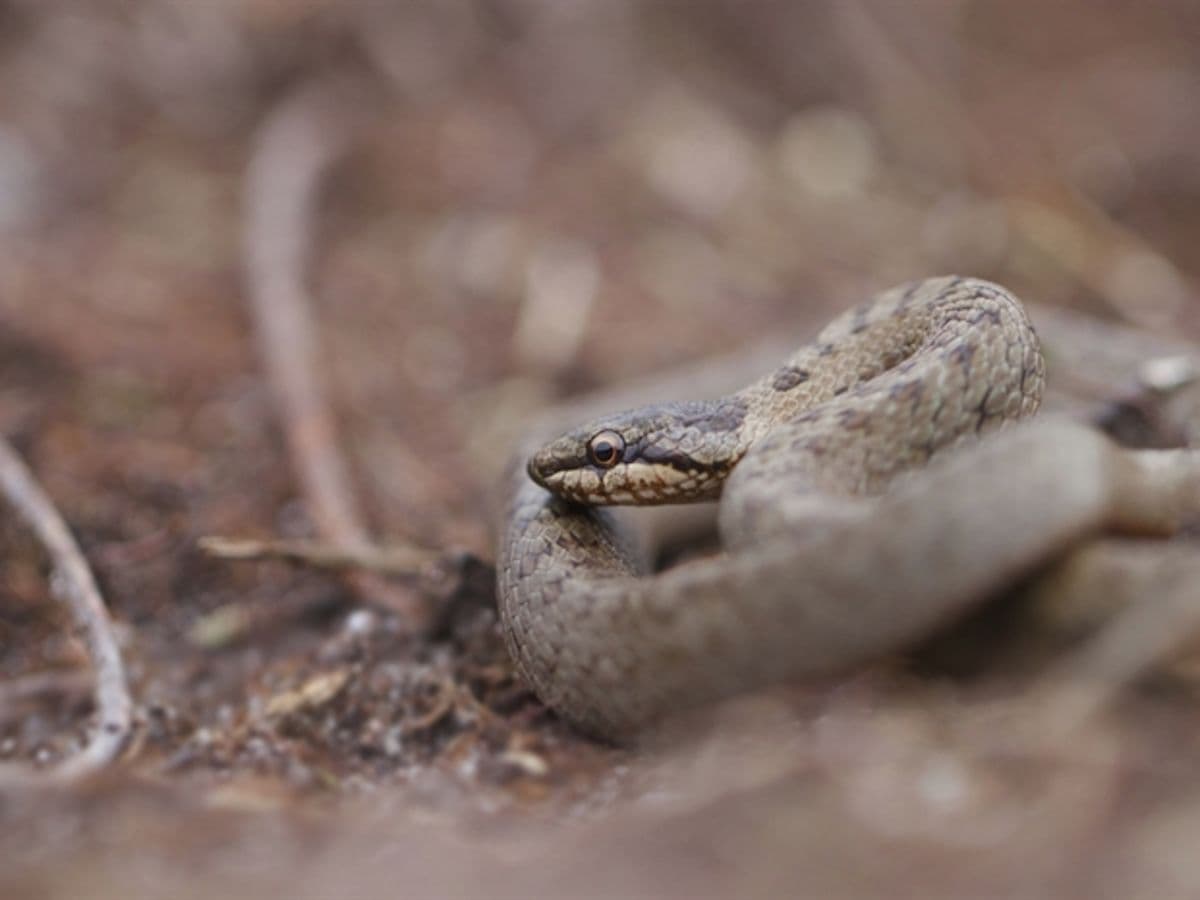 Reptile Survey and Heathland Species Guided Walk - Image 1