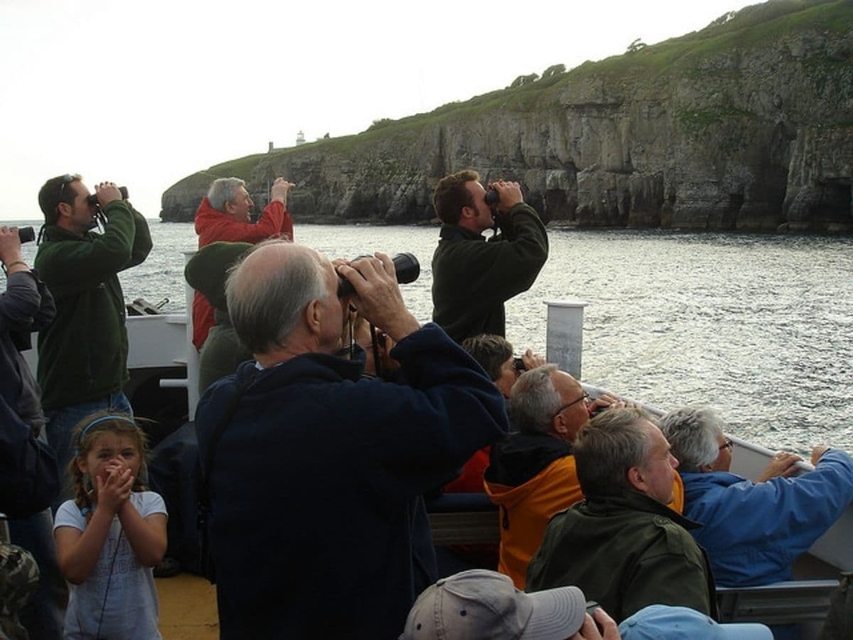 Events at Durlston Country Park: Seabird Boat Trip - Image 1