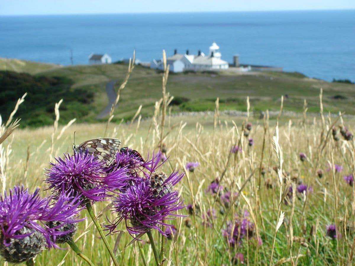 Events at Durlston Country Park: Guided Walks - Image 1