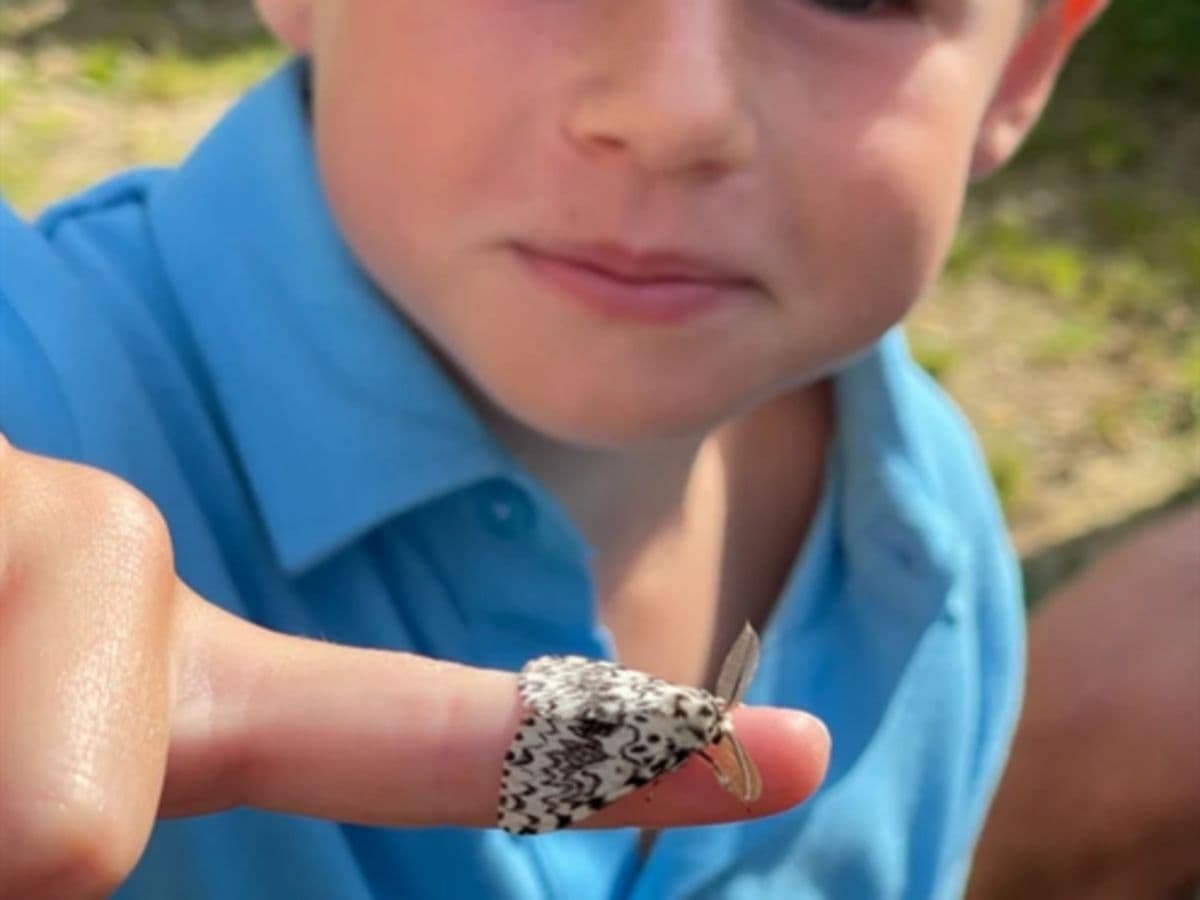 Moth Mania - Image 1