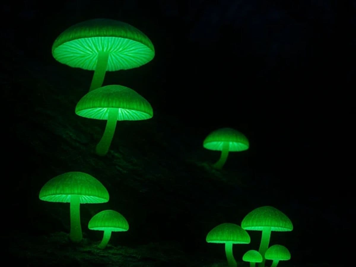 UV Fungi Night Walk - Image 1