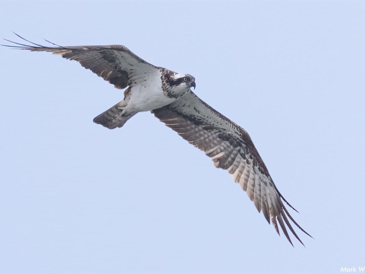 Poole Harbour Osprey Cruises - Image 1