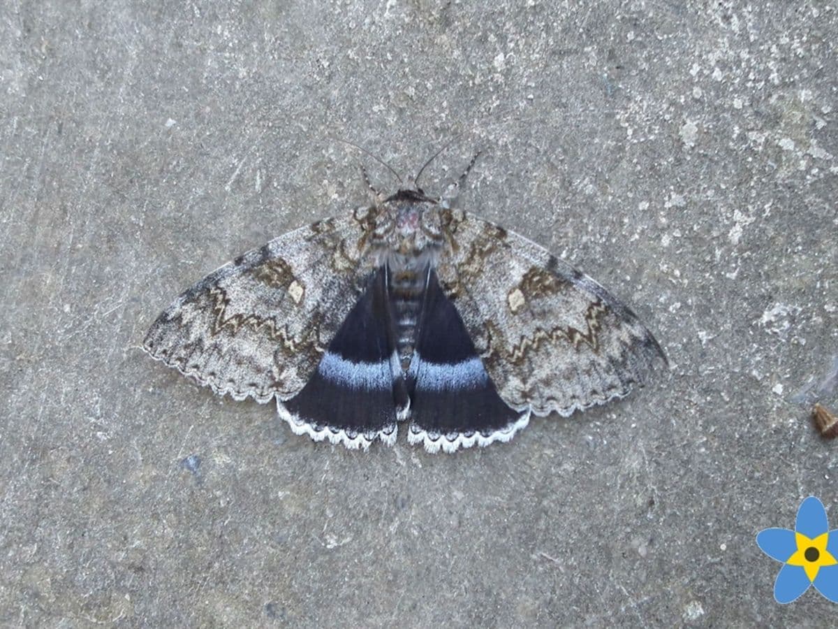 Events at Durlston Country Park: Meet a Moth - Image 1
