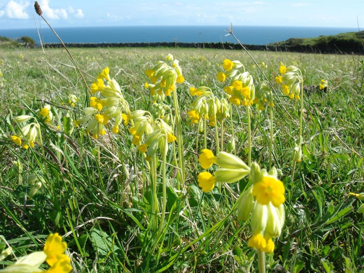 Events at Durlston Country Park: Marvellous Meadows' Activity Trail - Image 1