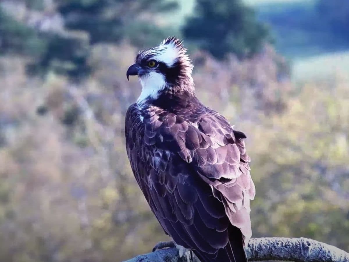 Carey Osprey Tours - Image 1