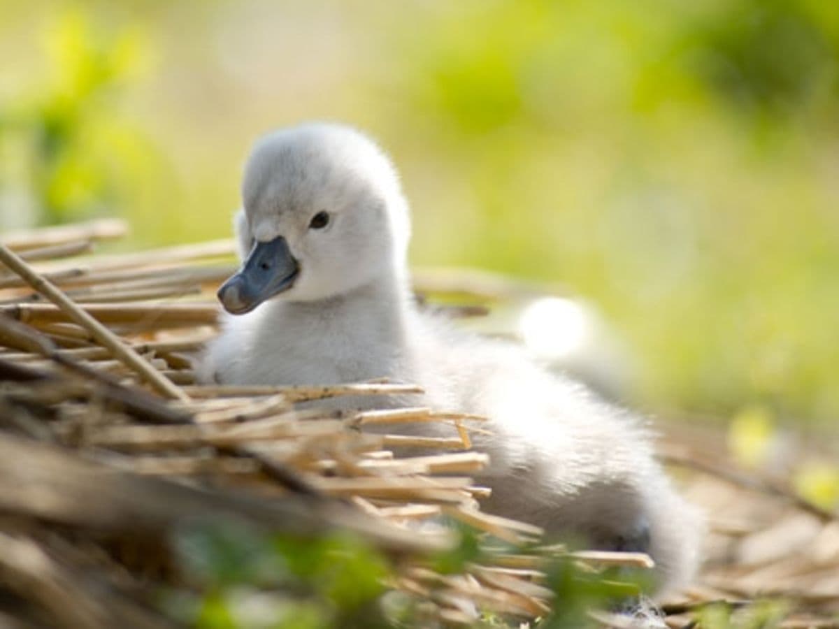 Abbotsbury Baby Swans Hatching - Image 1