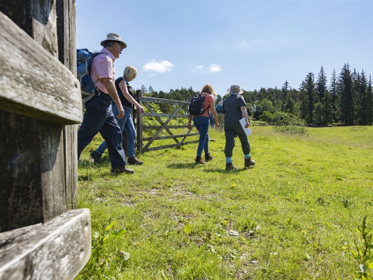 Kingston Lacy Estate Walk: Holt Forest - Image 1