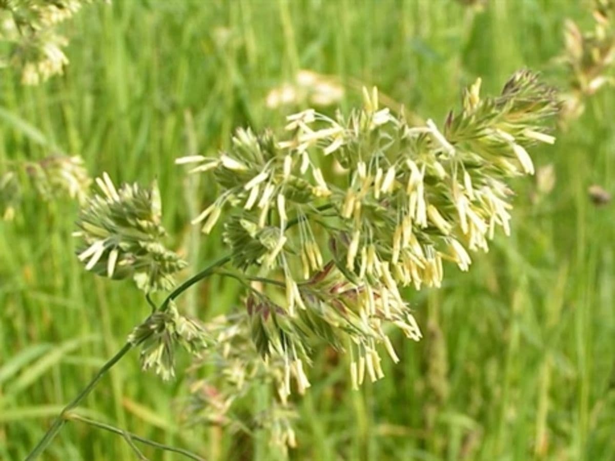 Introduction to Grass and Sedge Identification - Image 1